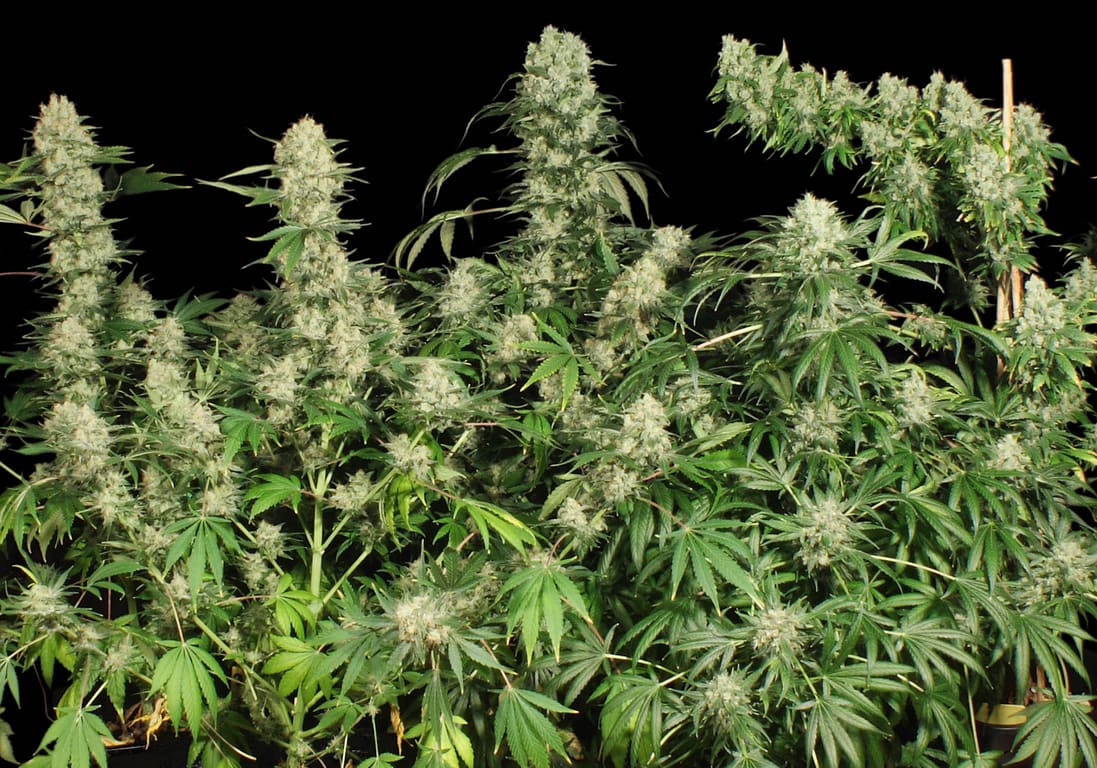 AK-47