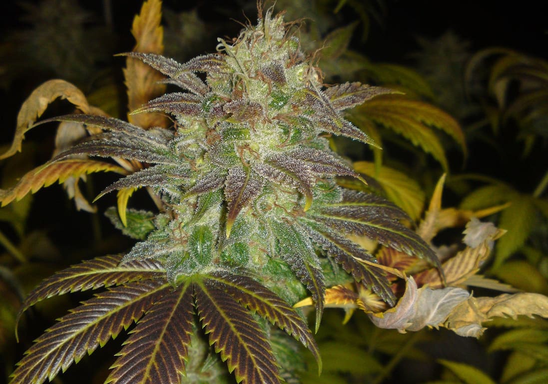 Vanilla Kush