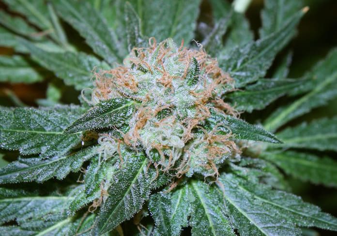 Blue Cheese