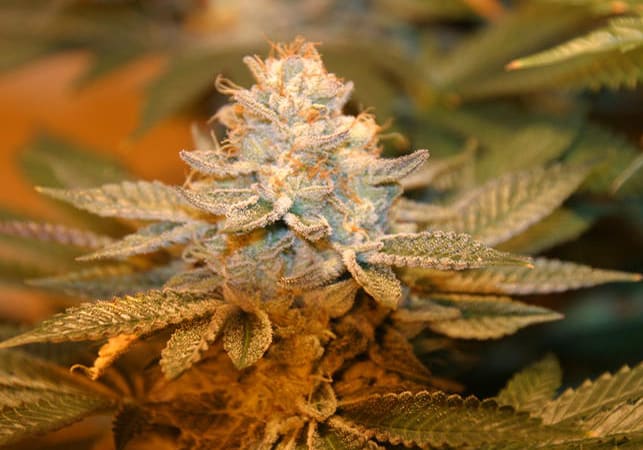 Deadhead OG