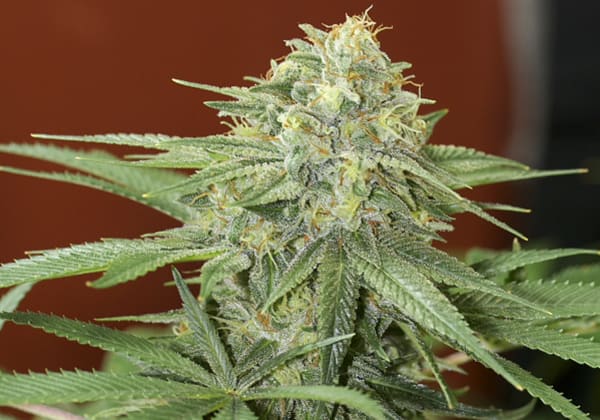 Death Star