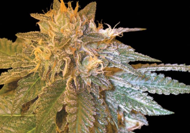 LA Confidential