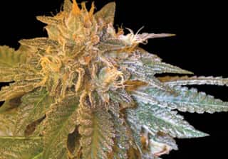 LA Confidential