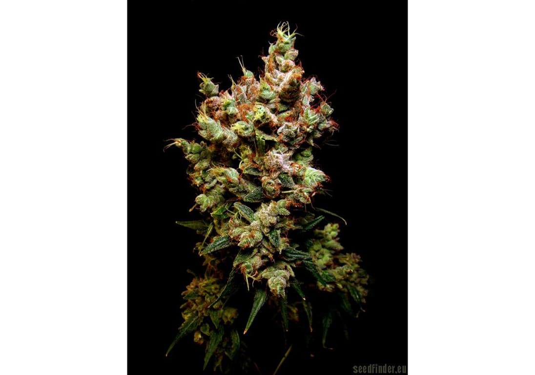 Skywalker