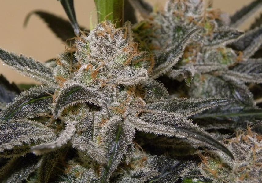 Granddaddy Purple