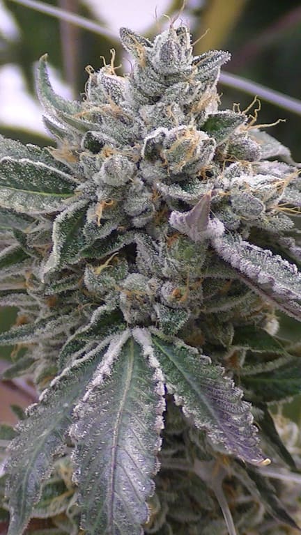 West Coast Sour Diesel