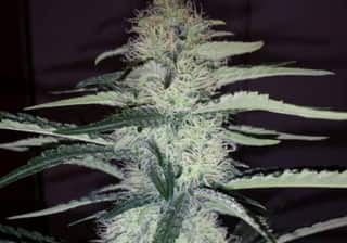 Critical Kush