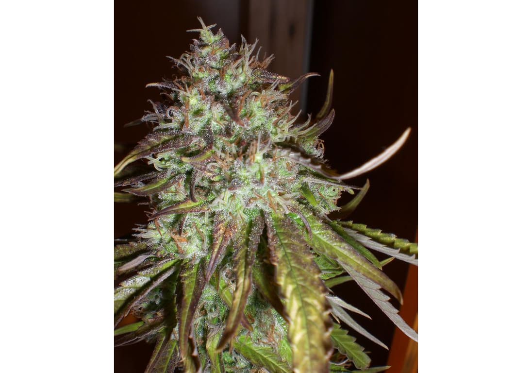 Red Cherry Berry