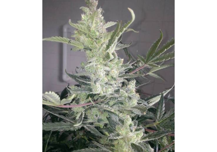 Critical Kush