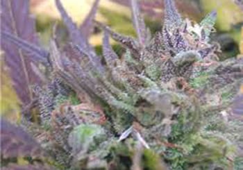 Fruity Pebbles