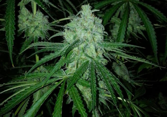 Lemon OG Kush