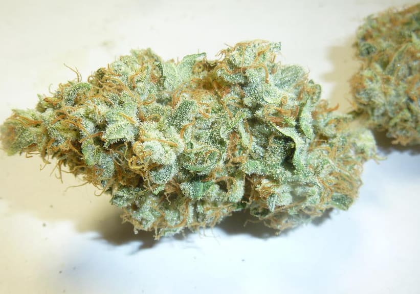 Sunshine Daydream