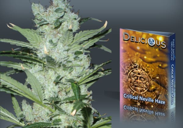 Critical Neville Haze