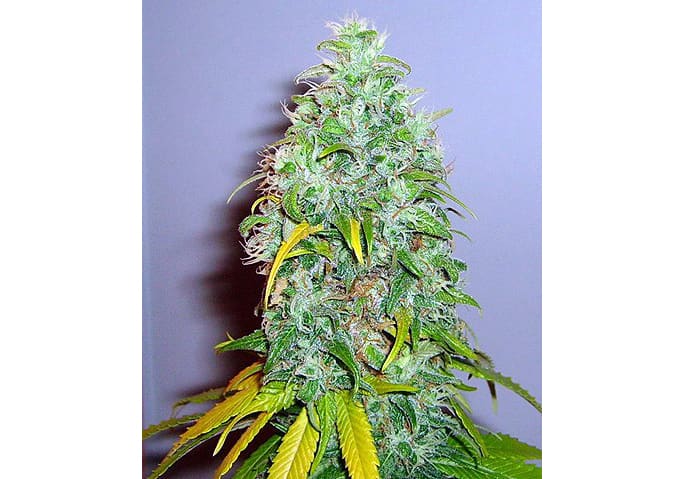 Skunk #1