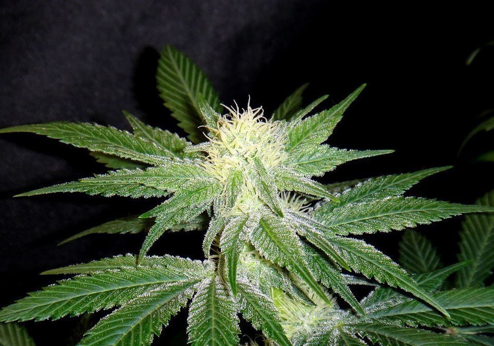 Oaxacan Gold