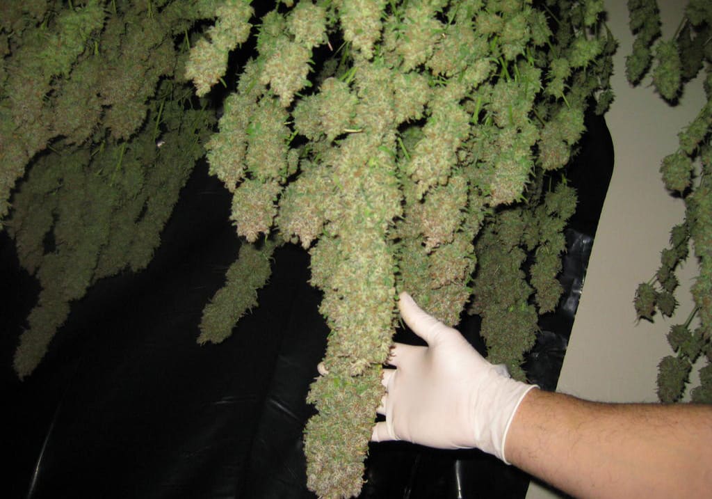 Super Silver Haze