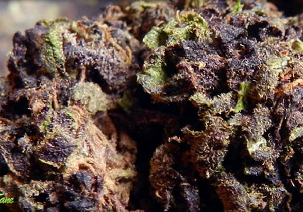 Purps