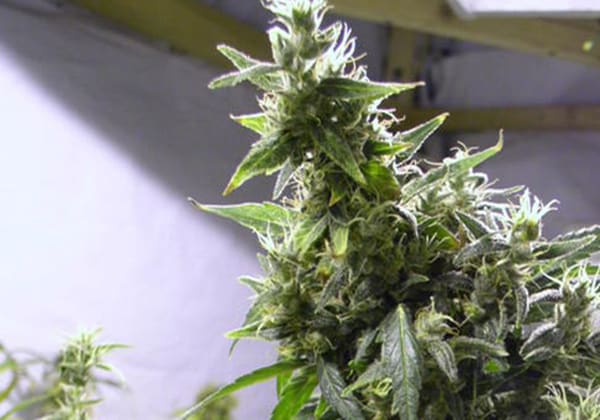 Amnesia Haze
