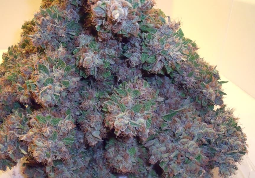 Purps