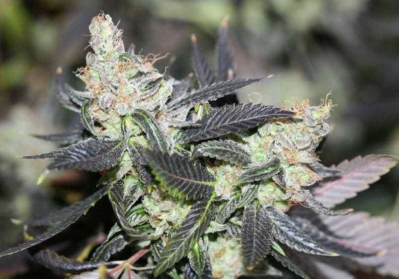 Blueberry