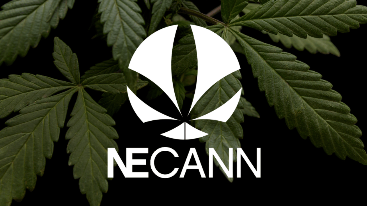 NECANN New York