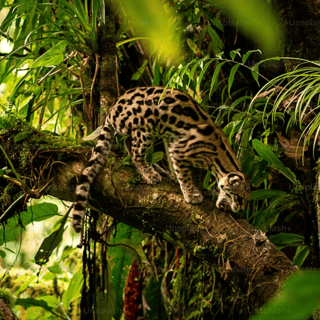 Jungle Jane