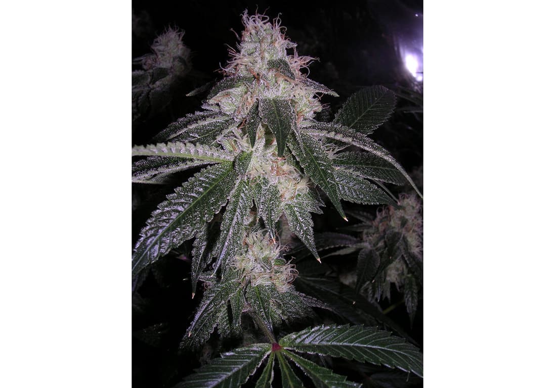 San Fernando Valley OG Kush