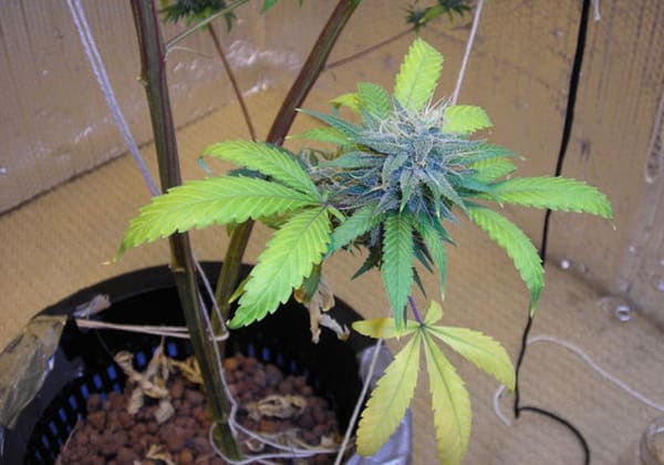 Strawberry Cough