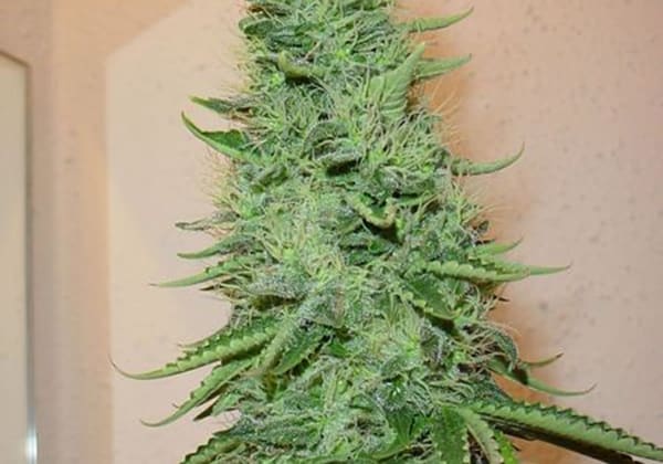 Big Bud