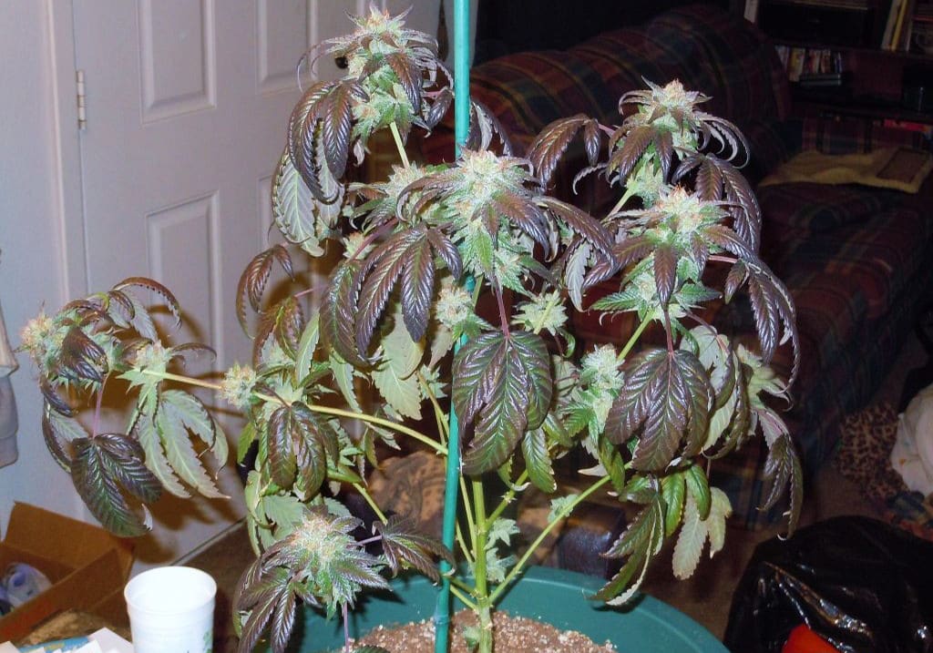 Platinum Bubba Kush
