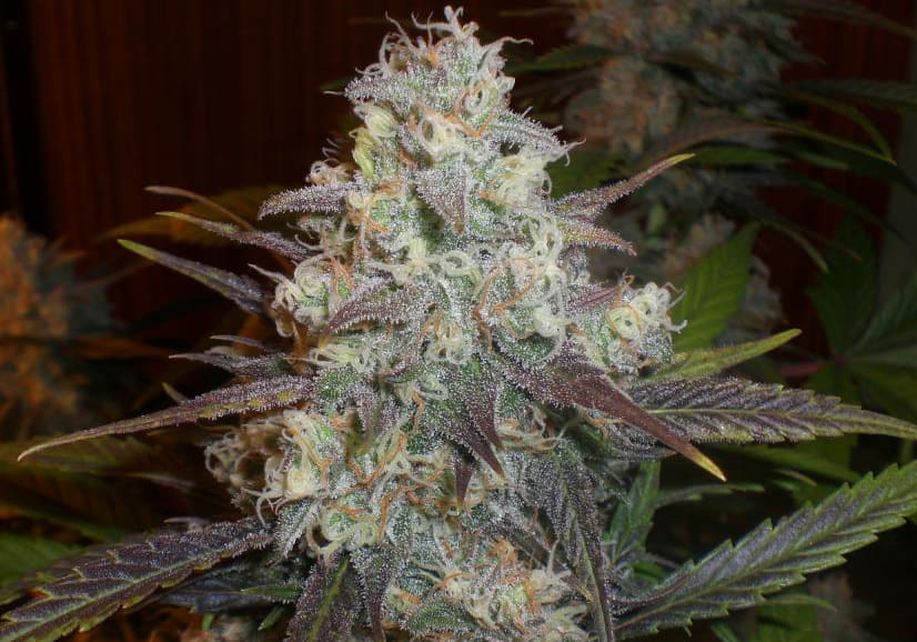 Chocolope
