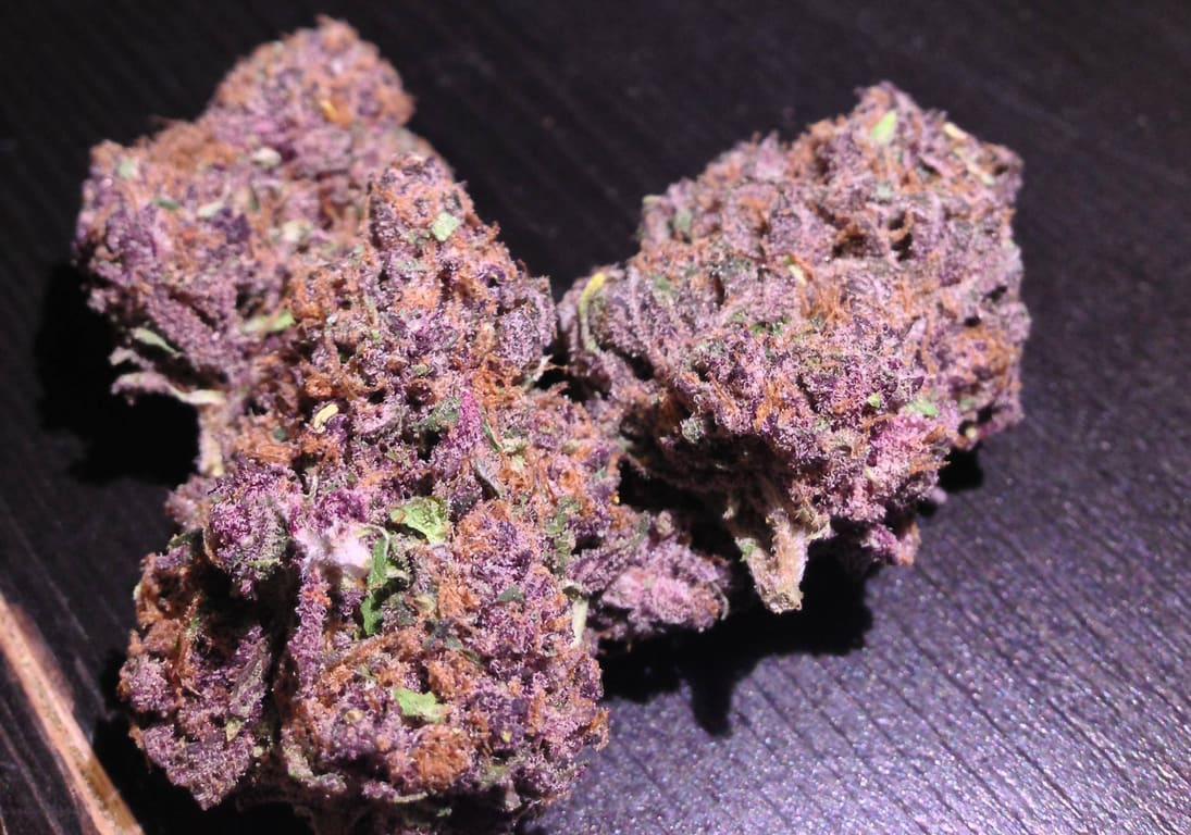 Purple Urkle