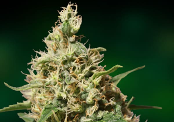 Peppermint Kush