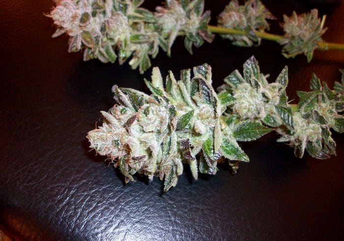 San Fernando Valley OG Kush
