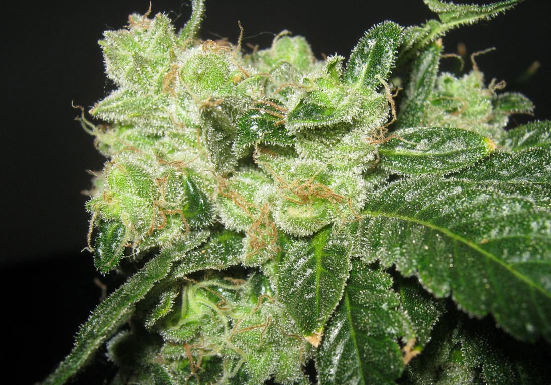 Chemdawg 91