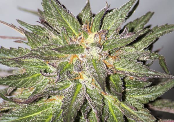 CBD Critical Cure