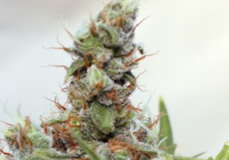CBD Blue Shark