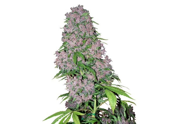 Purple Bud