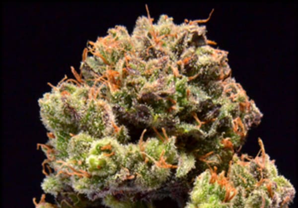 Purple Confidential