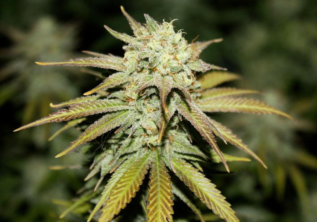 Cannalope Haze