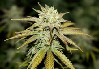 Cannalope Haze