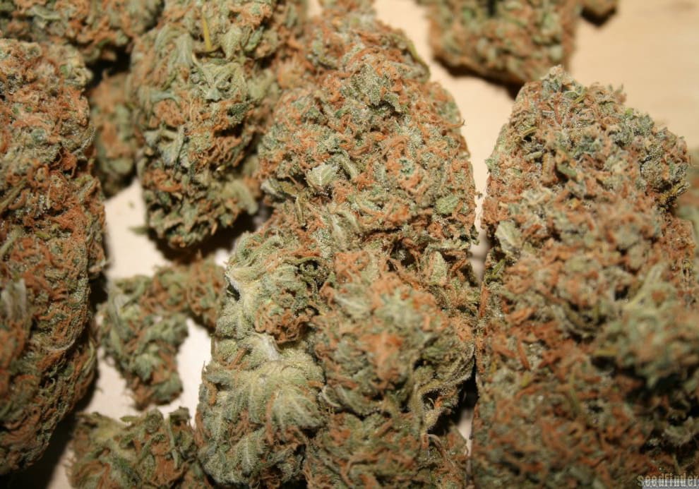 Lemon Skunk