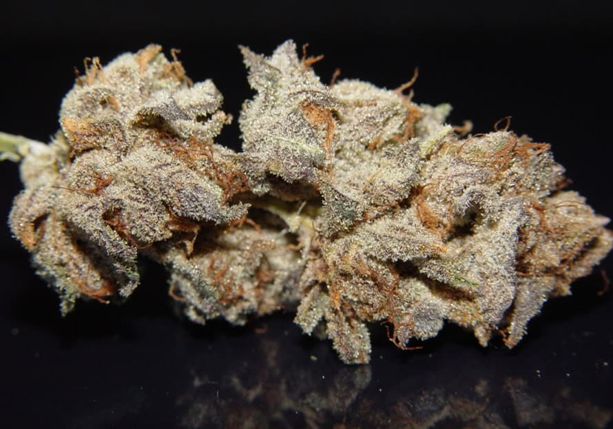 White Urkle