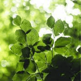 Mindful Minute
