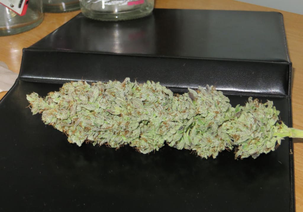 Sharksbreath