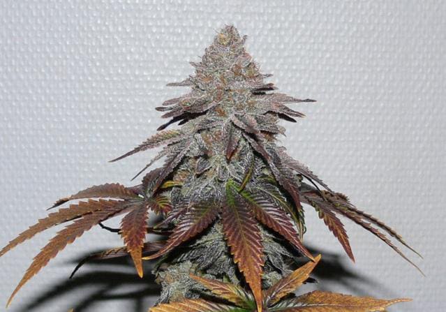 Herijuana