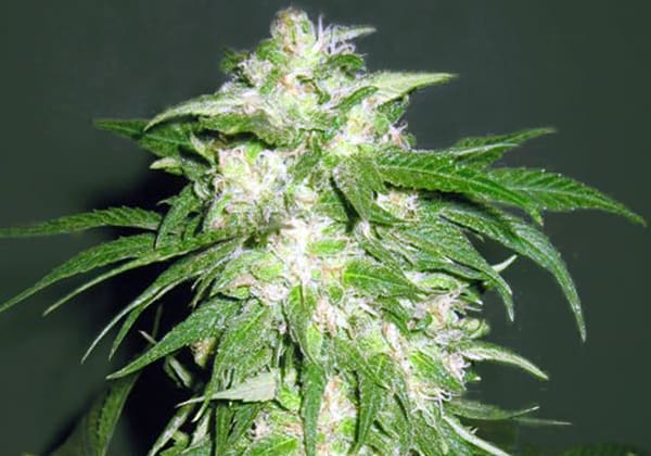 8-ball Kush