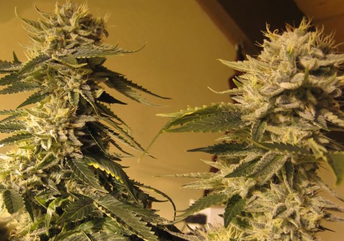 Fire OG Kush (Bx3)