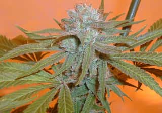 Abusive OG