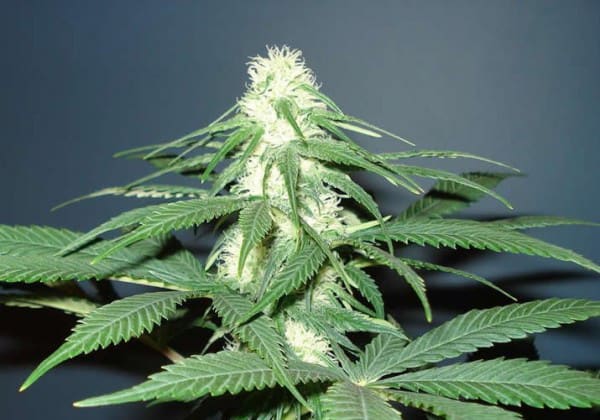 Master Kush (Medman)